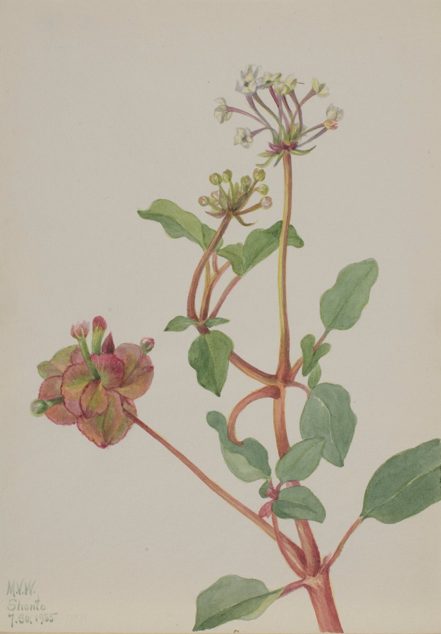 Zonder titel (Tripterocalyx pedunculatus) door Mary Vaux Walcott