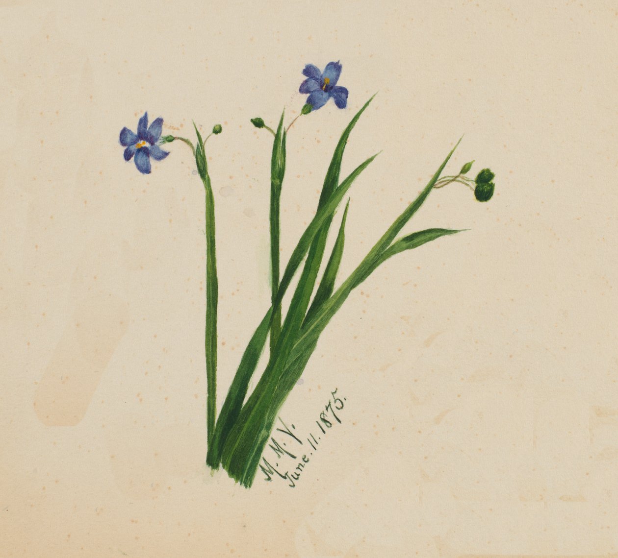 Zonder titel, 1875 door Mary Vaux Walcott