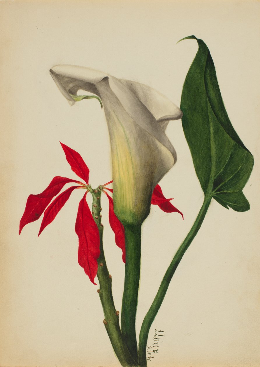 Naamloze Calla Lelie door Mary Vaux Walcott
