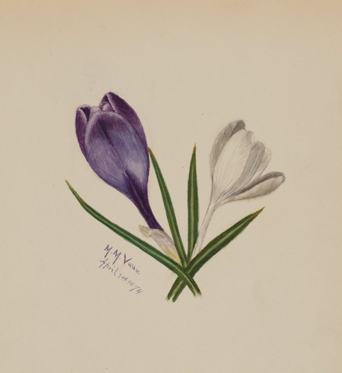 Zonder Titel Krokussen, 1874 door Mary Vaux Walcott
