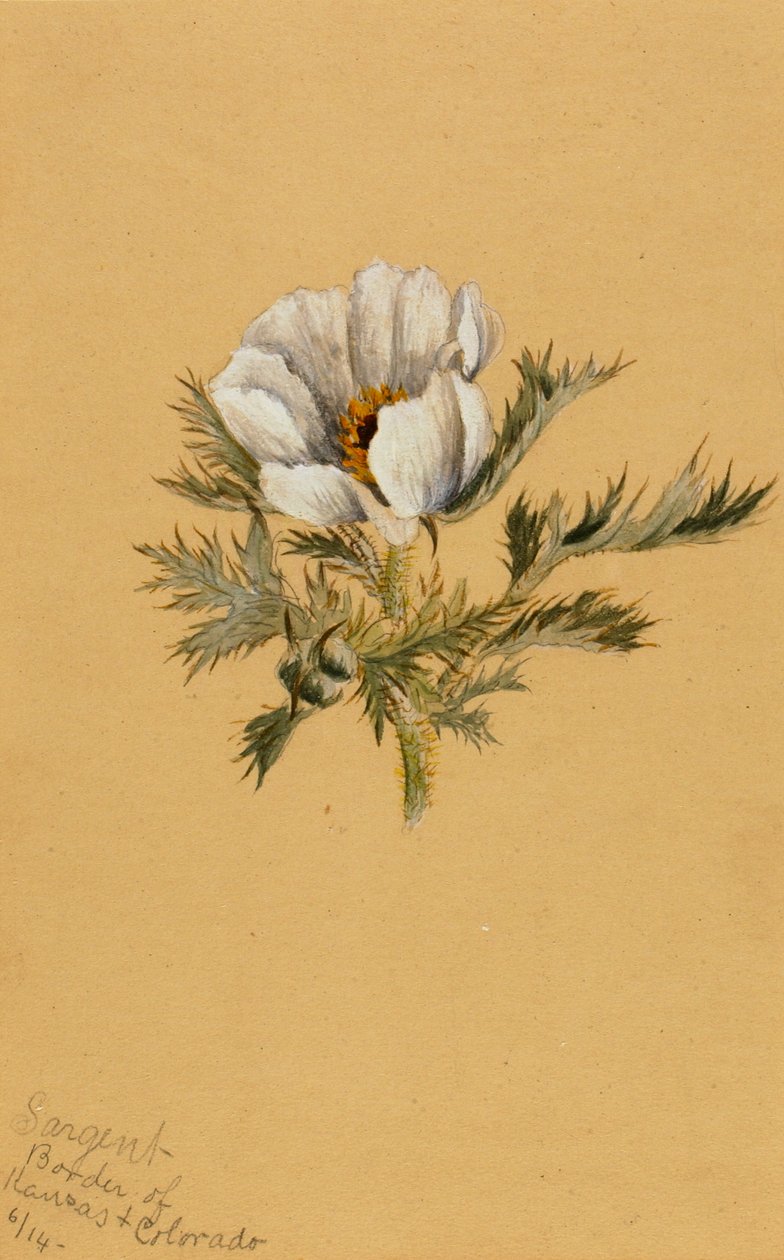 Zonder titel bloemenstudie, 1883 door Mary Vaux Walcott