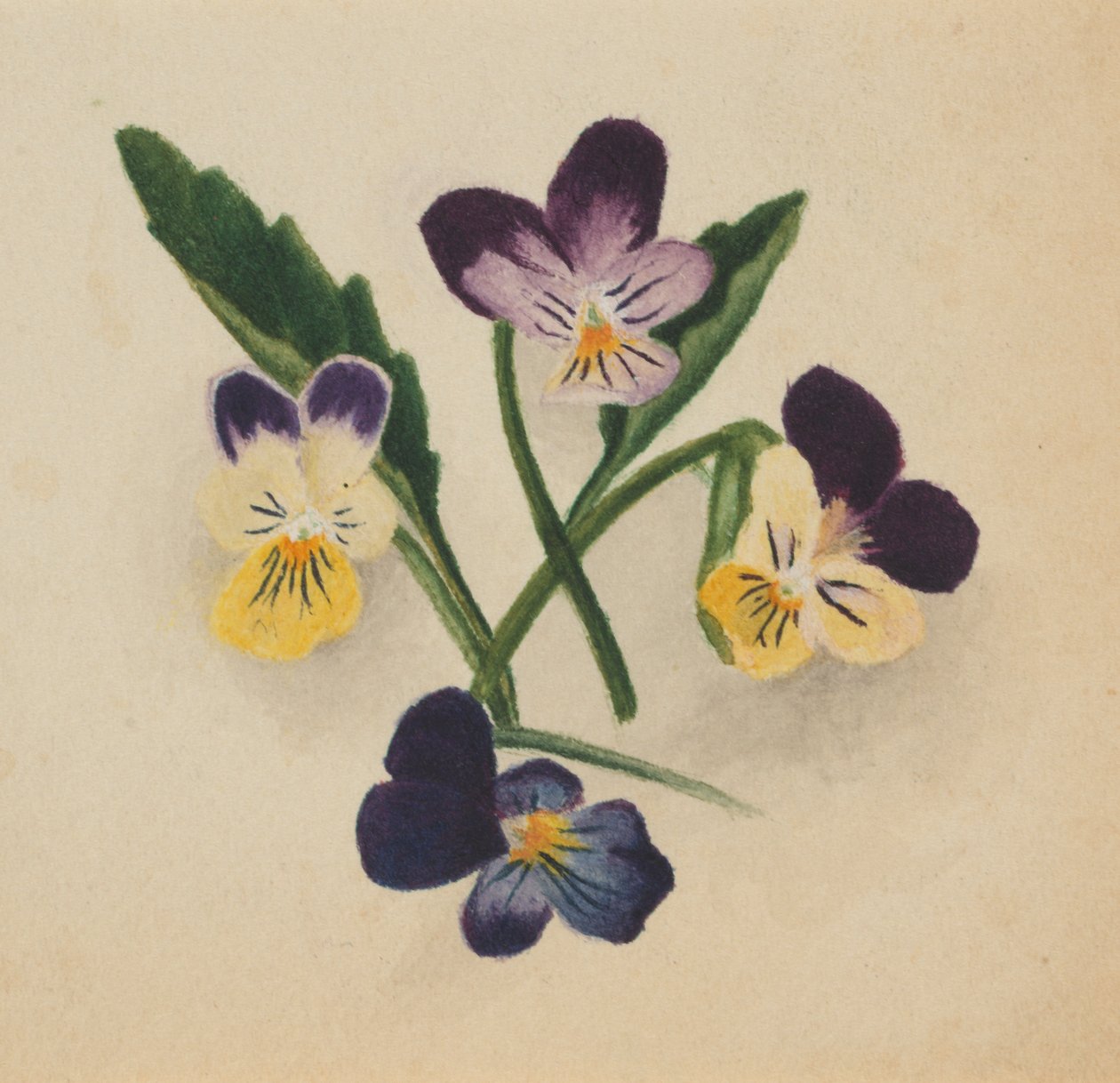 Naamloze Viooltjes, 1874 door Mary Vaux Walcott