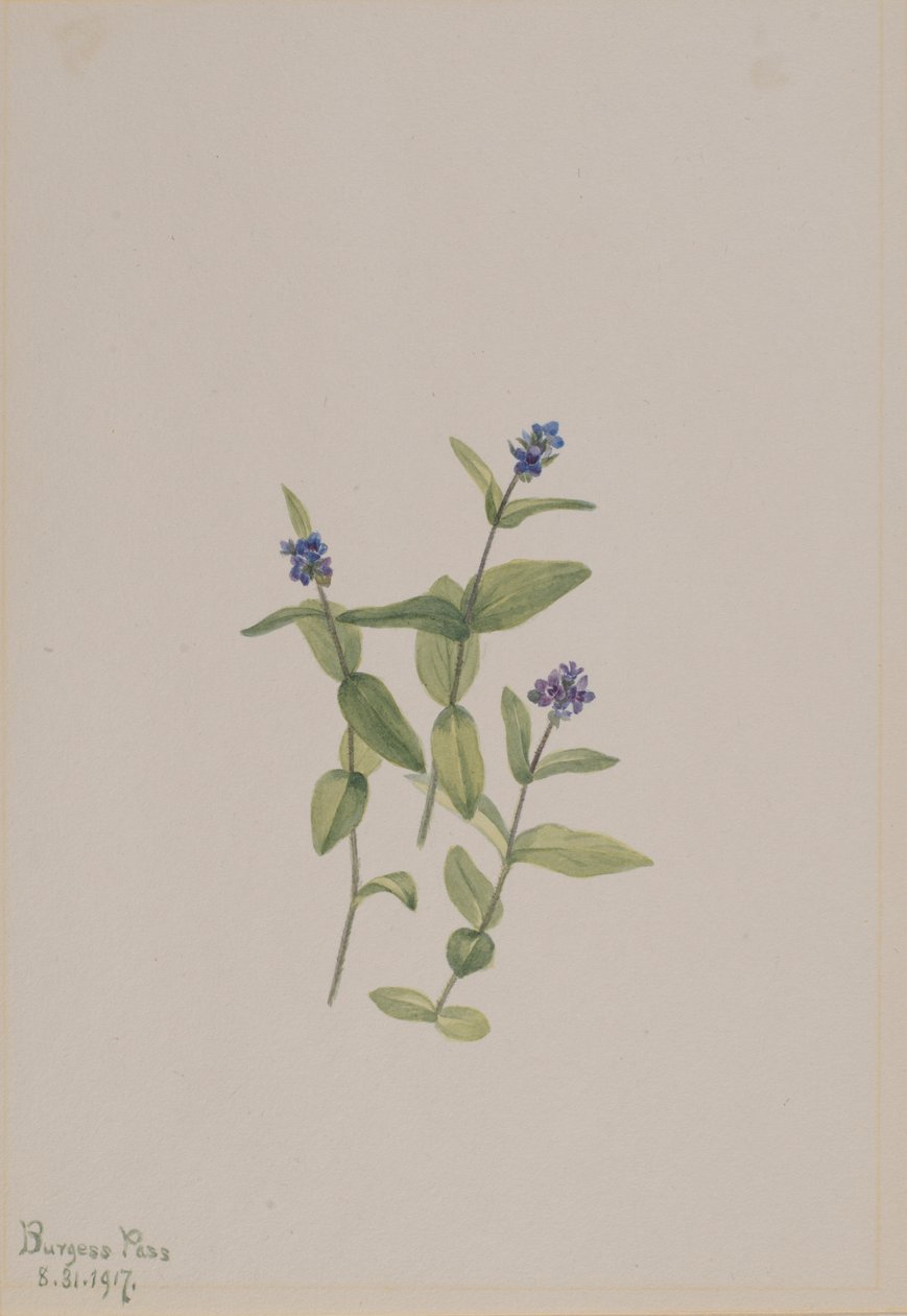 Veronica wormskjoldii door Mary Vaux Walcott