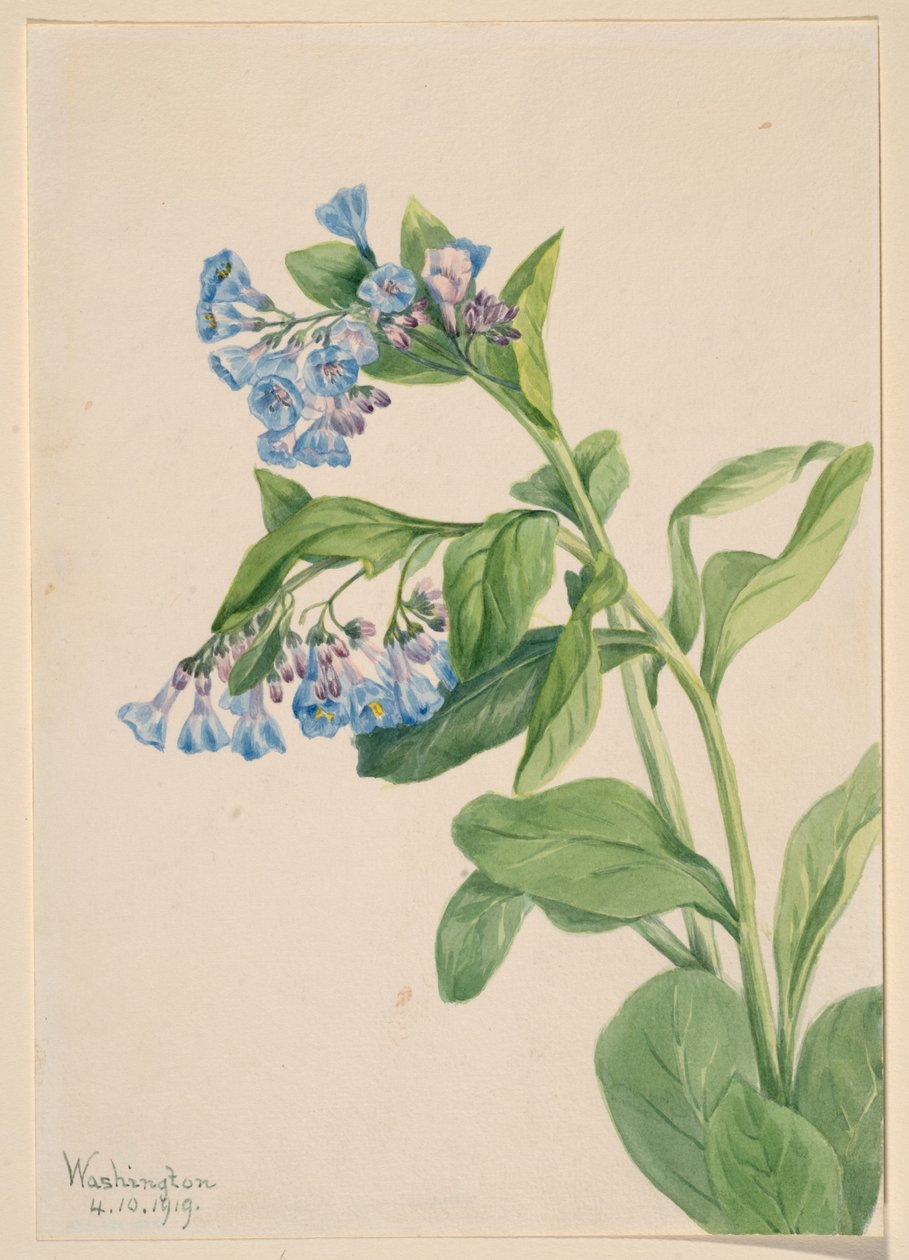 Virginia Bluebells (Mertensia virginica) door Mary Vaux Walcott