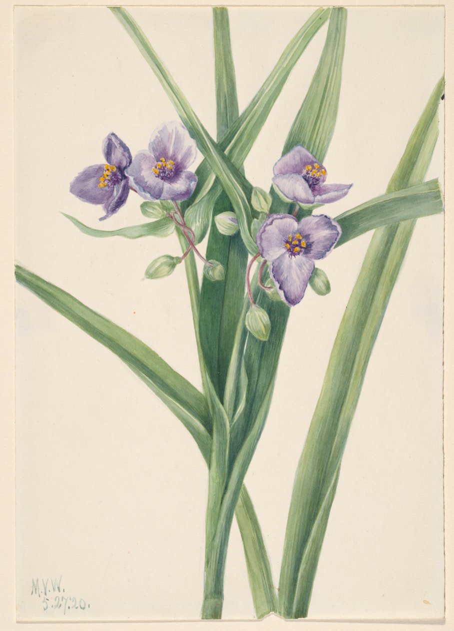 Virginia spinnekop (Tradescantia virginiana) door Mary Vaux Walcott