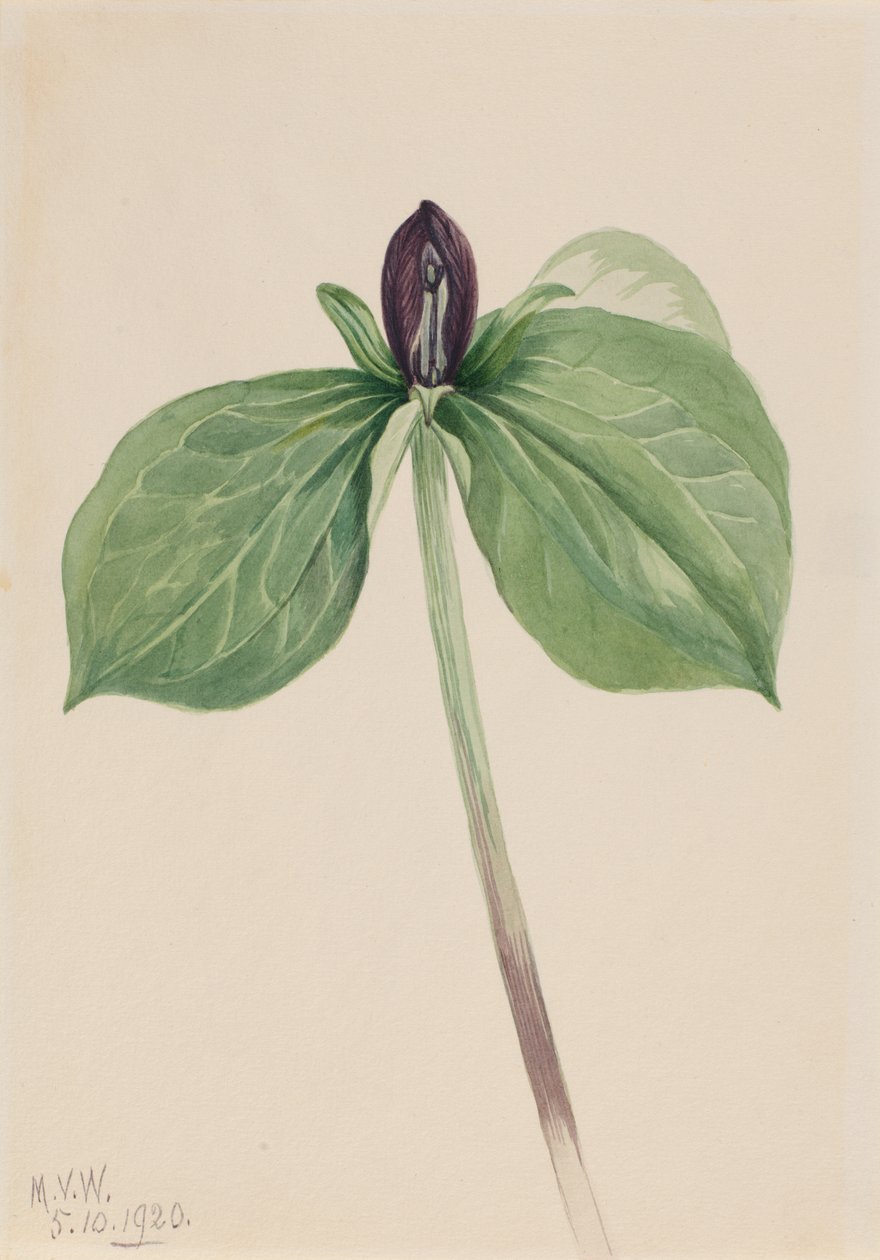 Wake-Robin Trillium sessile, 1920 door Mary Vaux Walcott