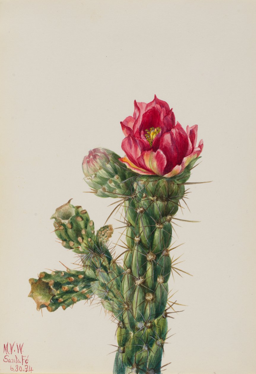 Wandelstokcholla (Opuntia imbricata) door Mary Vaux Walcott