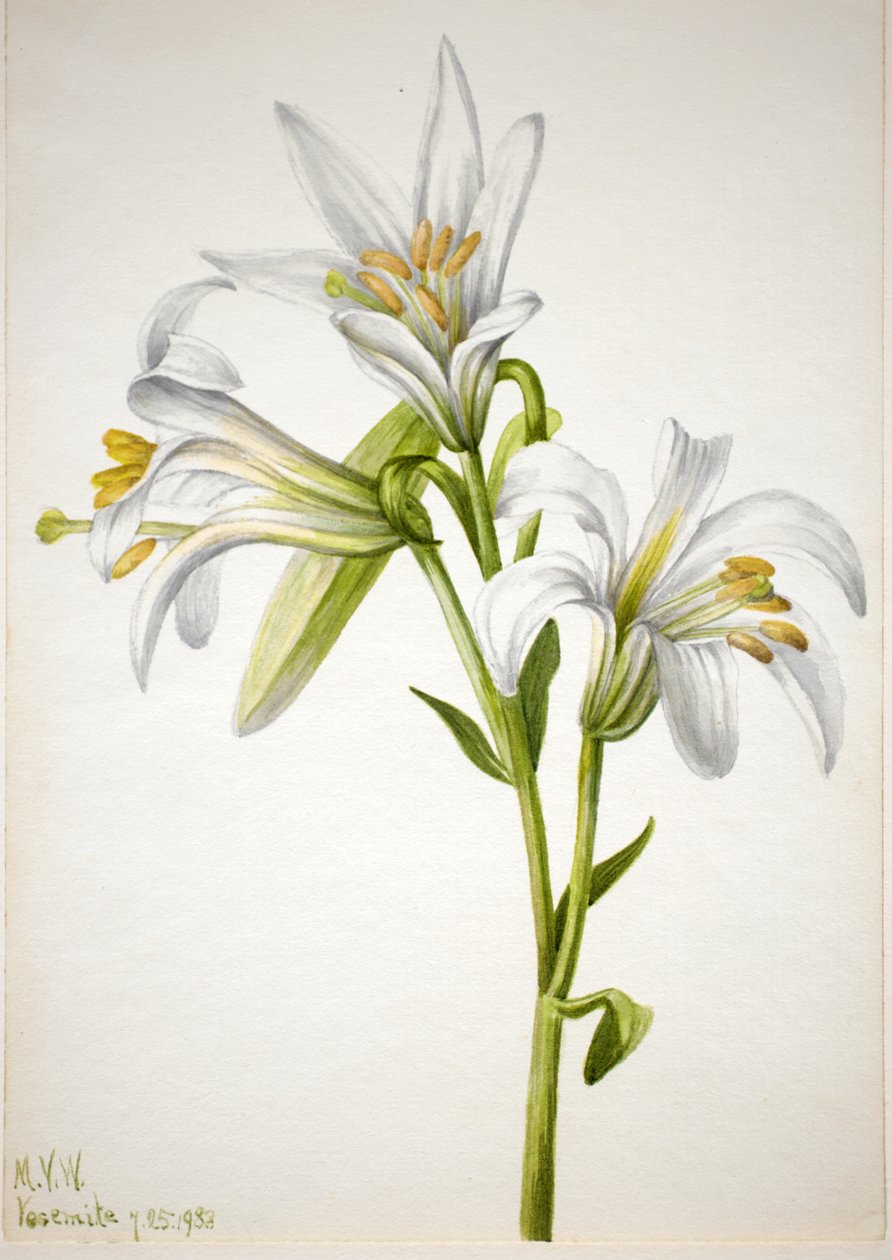 Washington Lelie Lilium washingtonianum, 1933 door Mary Vaux Walcott
