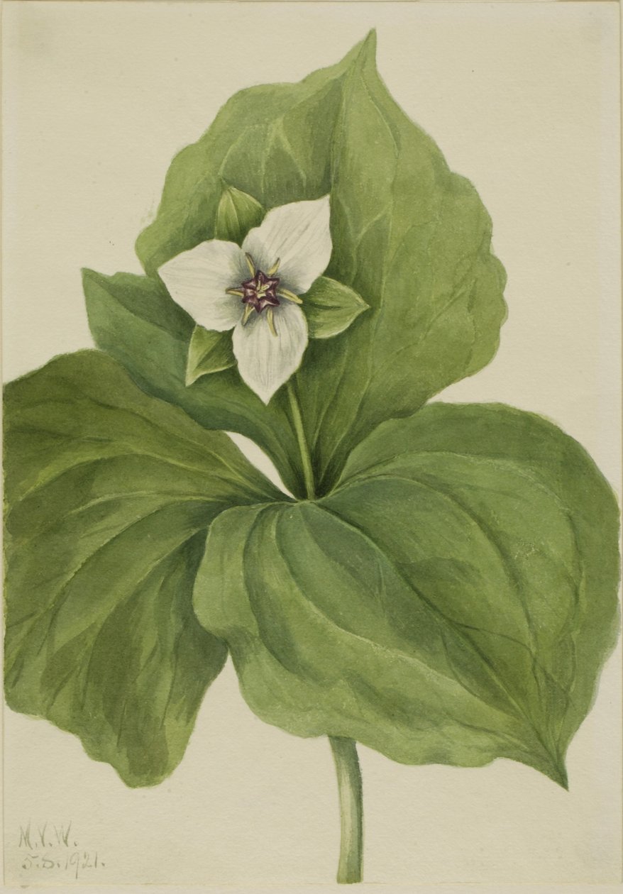Wax Trillium (Trillium-album) door Mary Vaux Walcott