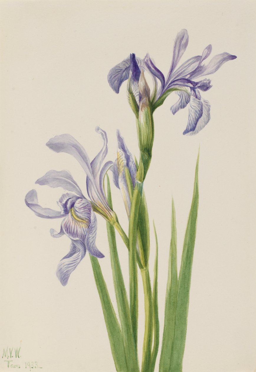 Westelijke Blauwe Vlag Iris missouriensis, 1933 door Mary Vaux Walcott