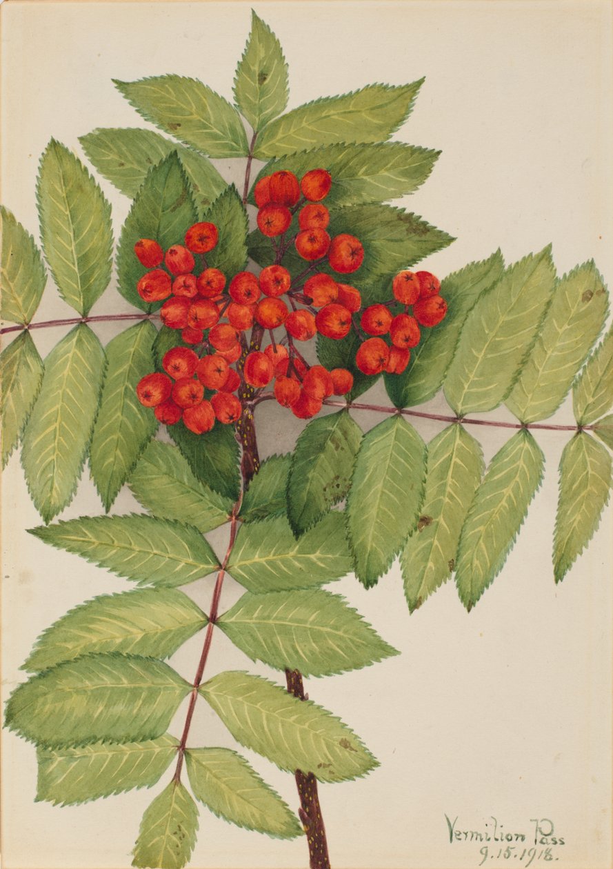 Westerse Lijsterbes Sorbus sambucifolia, 1918 door Mary Vaux Walcott