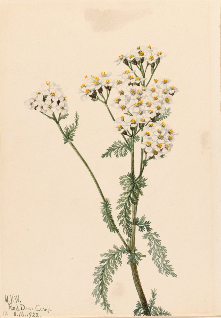 Westelijke Duizendblad Achillea lanulosa, 1922 door Mary Vaux Walcott