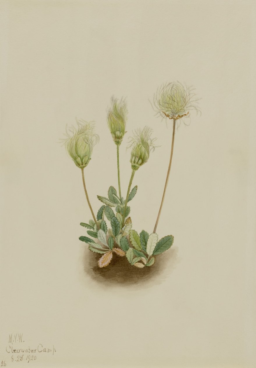 White Dryad (Dryas octopetala) door Mary Vaux Walcott