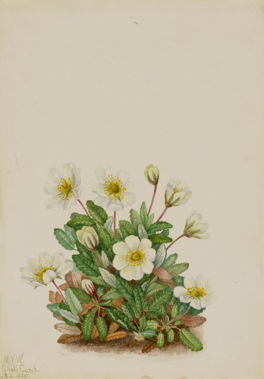 Witte Dryade Dryas octopetala, 1925 door Mary Vaux Walcott
