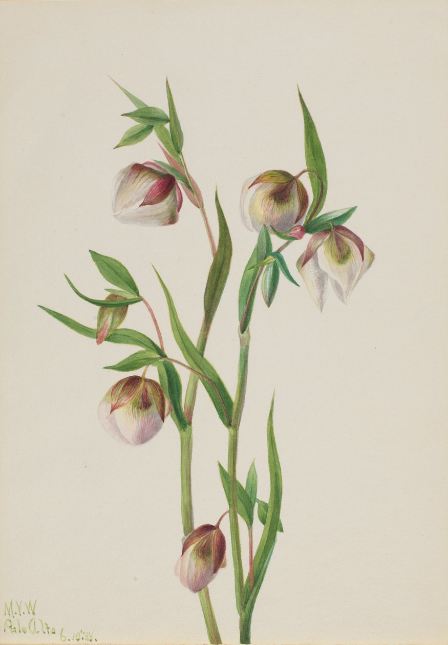Witte feeënlantaarn Calochortus albus door Mary Vaux Walcott