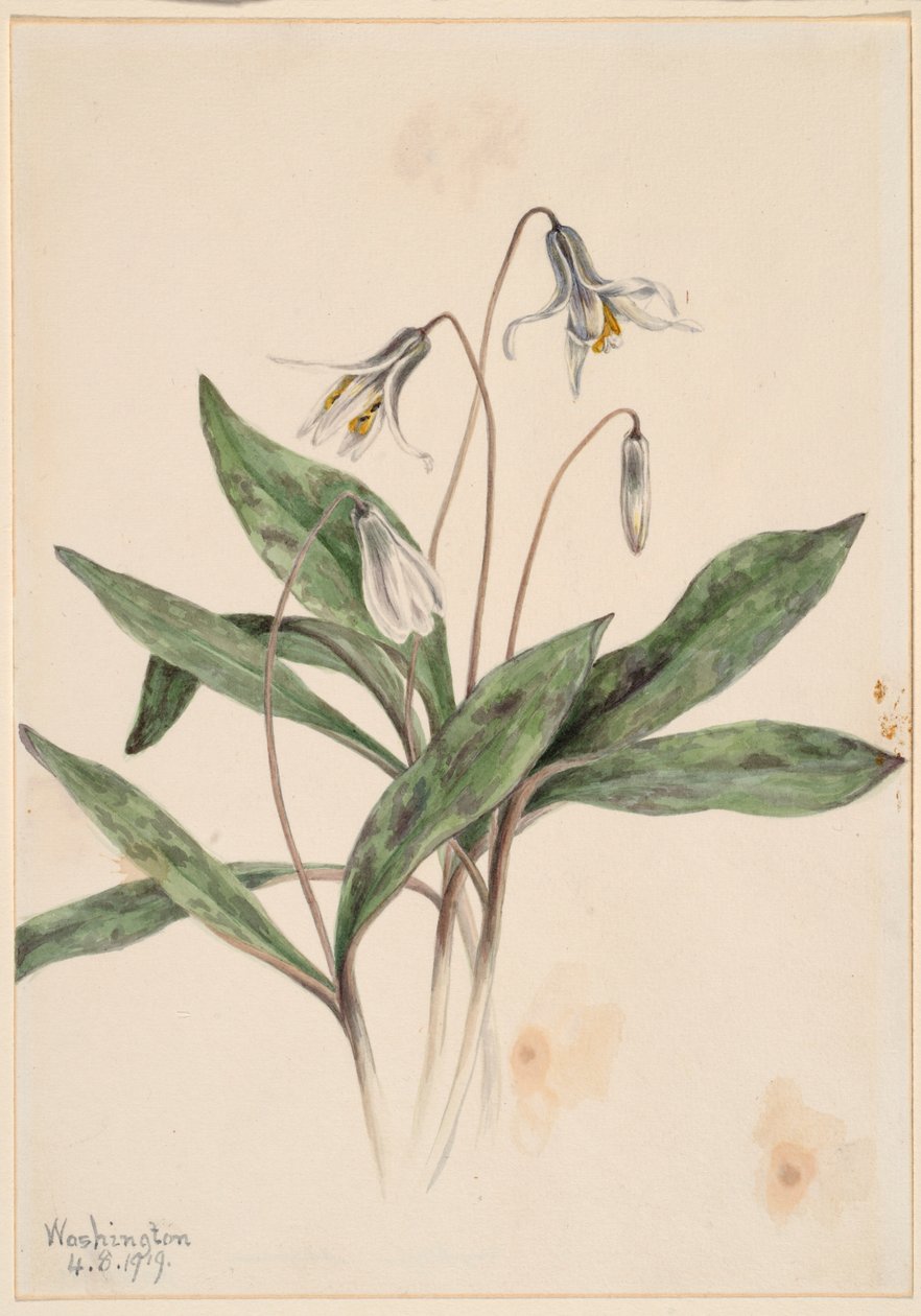 Witte Forellenlelie (Erythronium albidum) door Mary Vaux Walcott