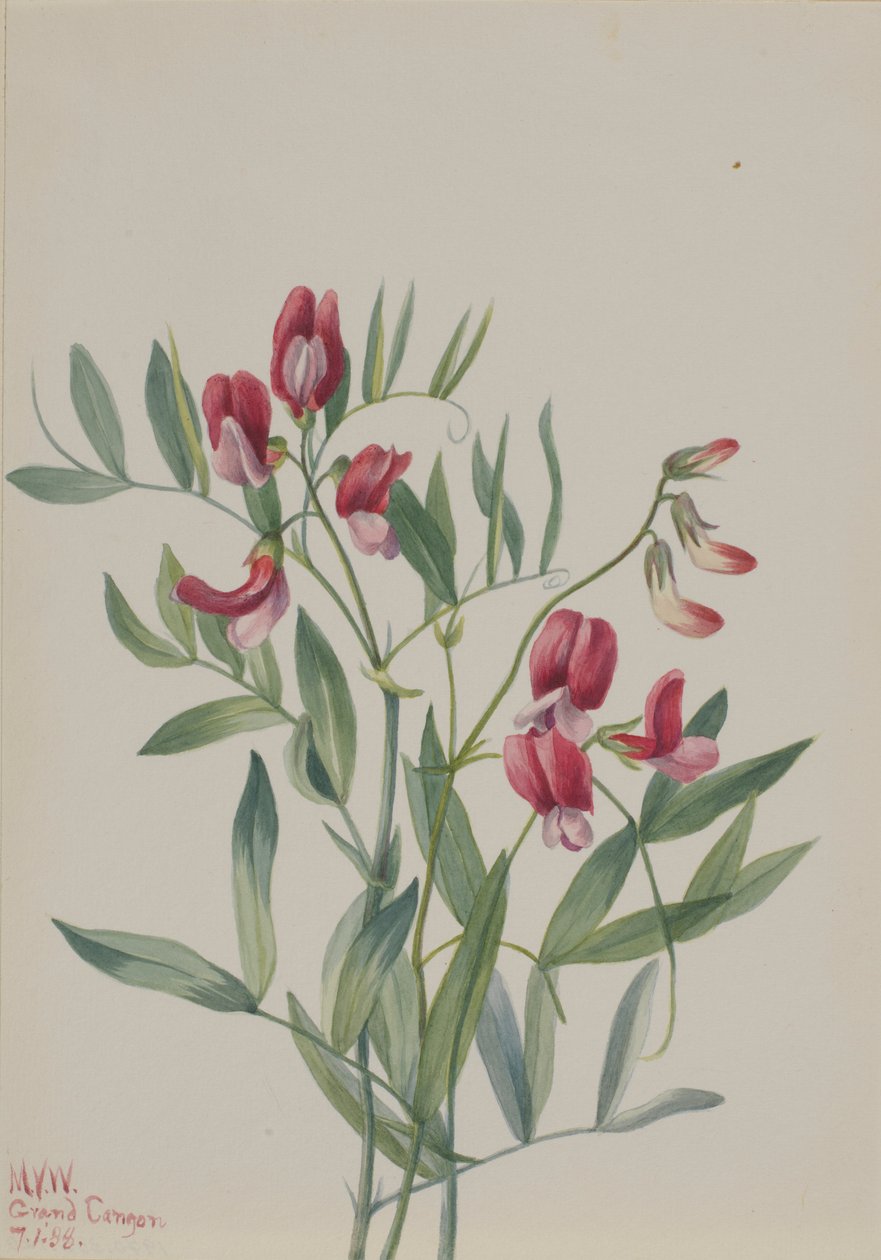 Wilde erwt (Lathyrus decaphyllus) door Mary Vaux Walcott