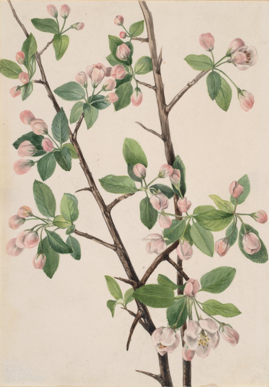 Wilde Zoete Krab Malus coronaria, 1920 door Mary Vaux Walcott