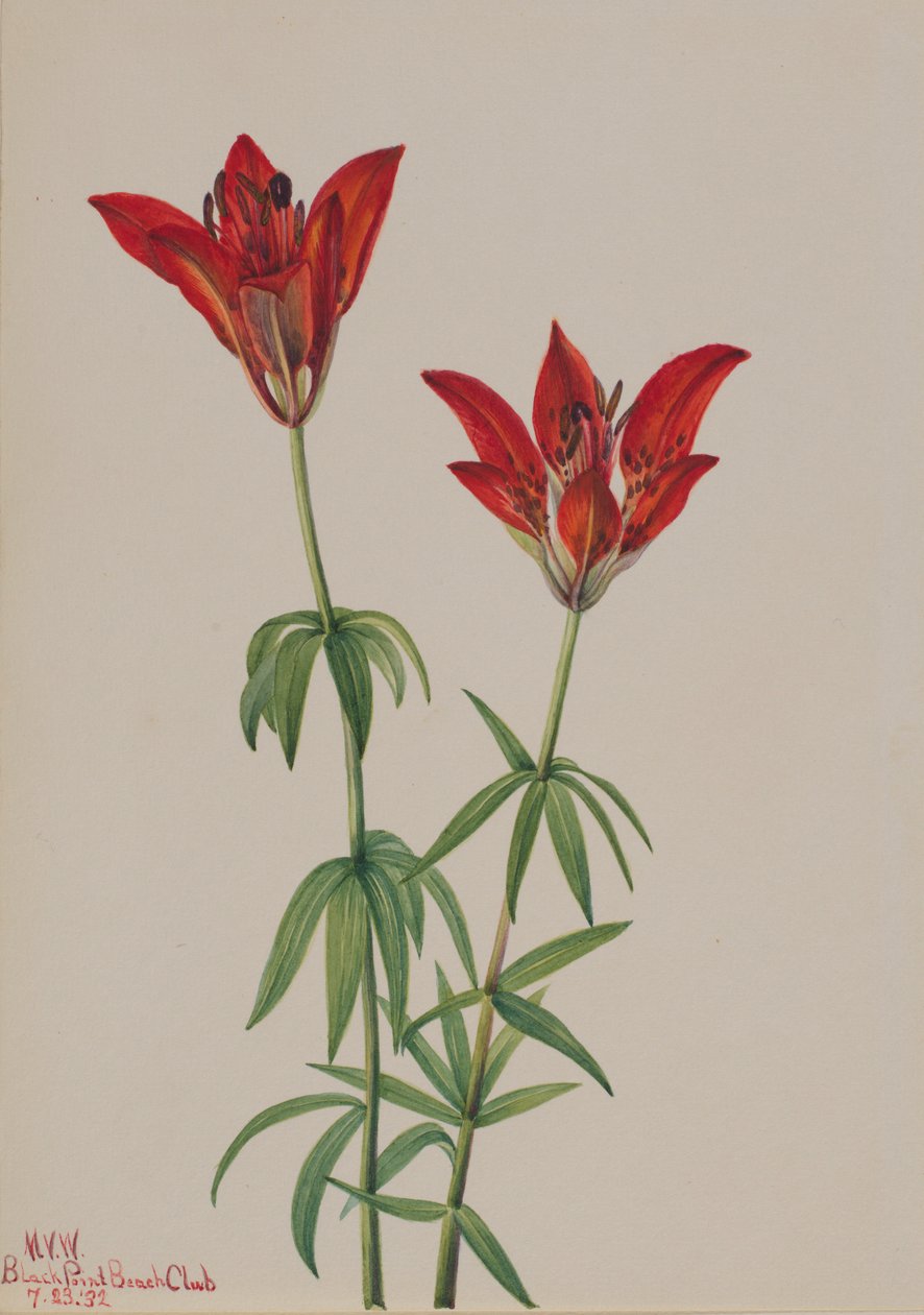 Boslelie (Lilium philadelphicum) door Mary Vaux Walcott