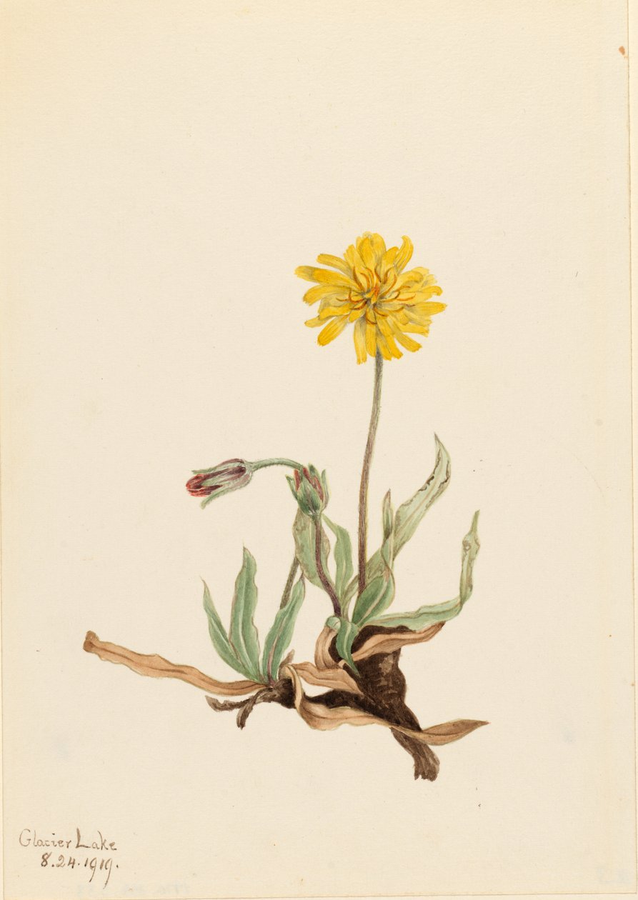 Wollige Agoseris (Agoseris villosa) door Mary Vaux Walcott