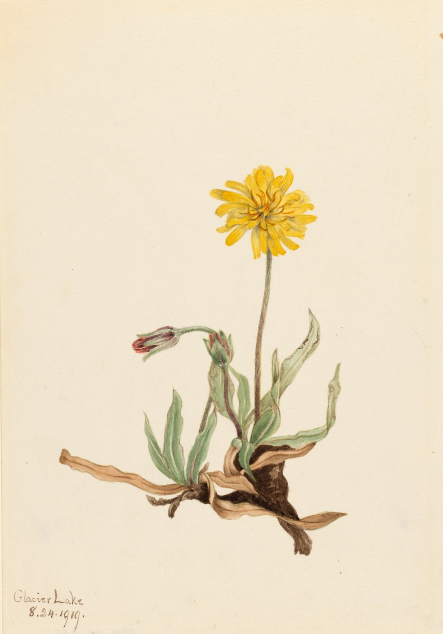 Wollige Agoseris Agoseris villosa door Mary Vaux Walcott