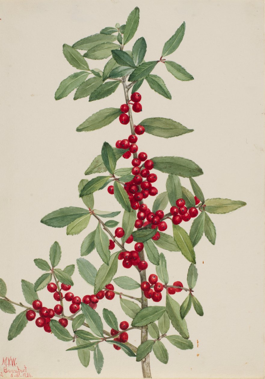 Yaupon (Ilex vomitoria) door Mary Vaux Walcott