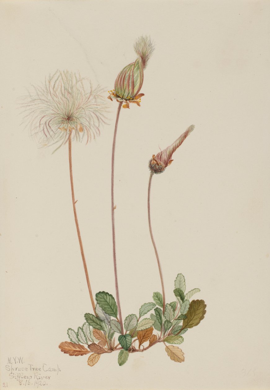 Gele Dryade (fruit) (Dryas drummondii) door Mary Vaux Walcott