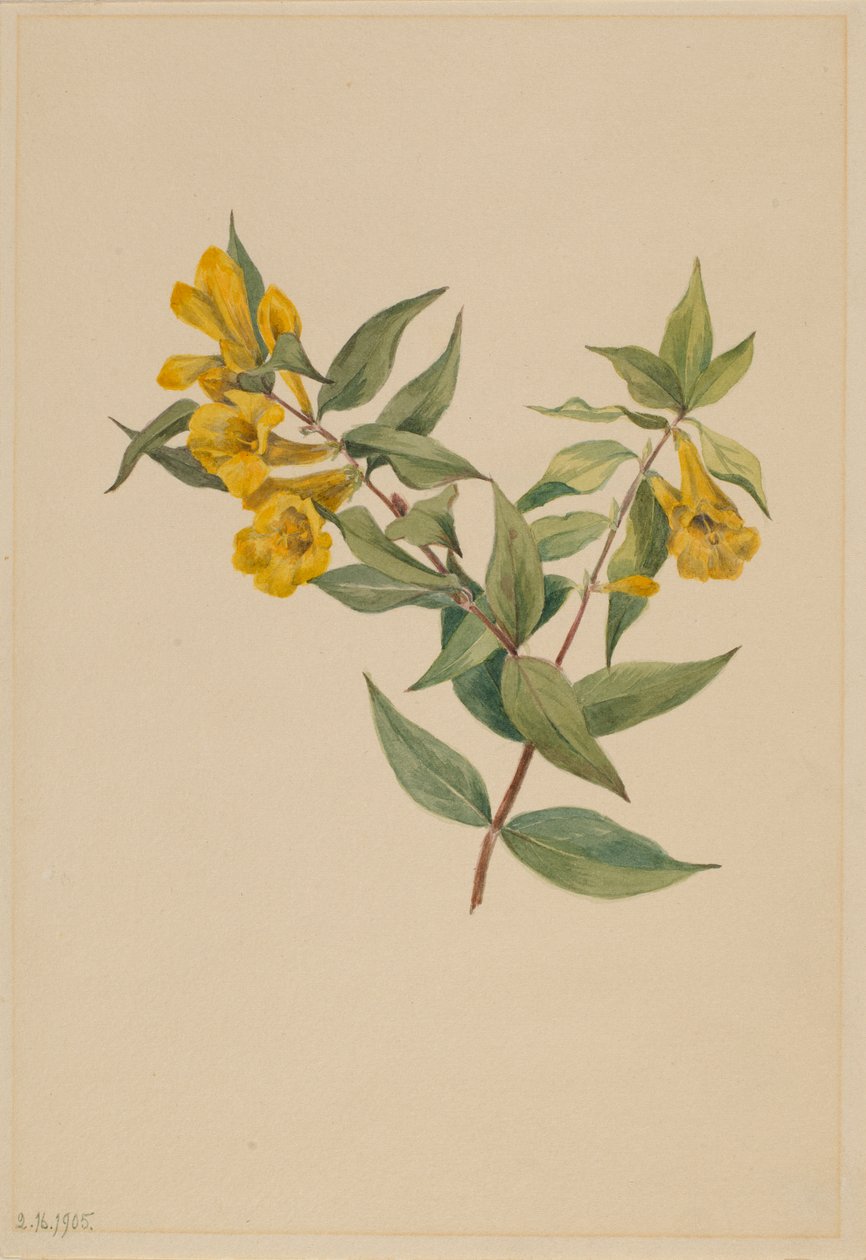 Gele Jessamine (Gelsemium sempervirens) door Mary Vaux Walcott