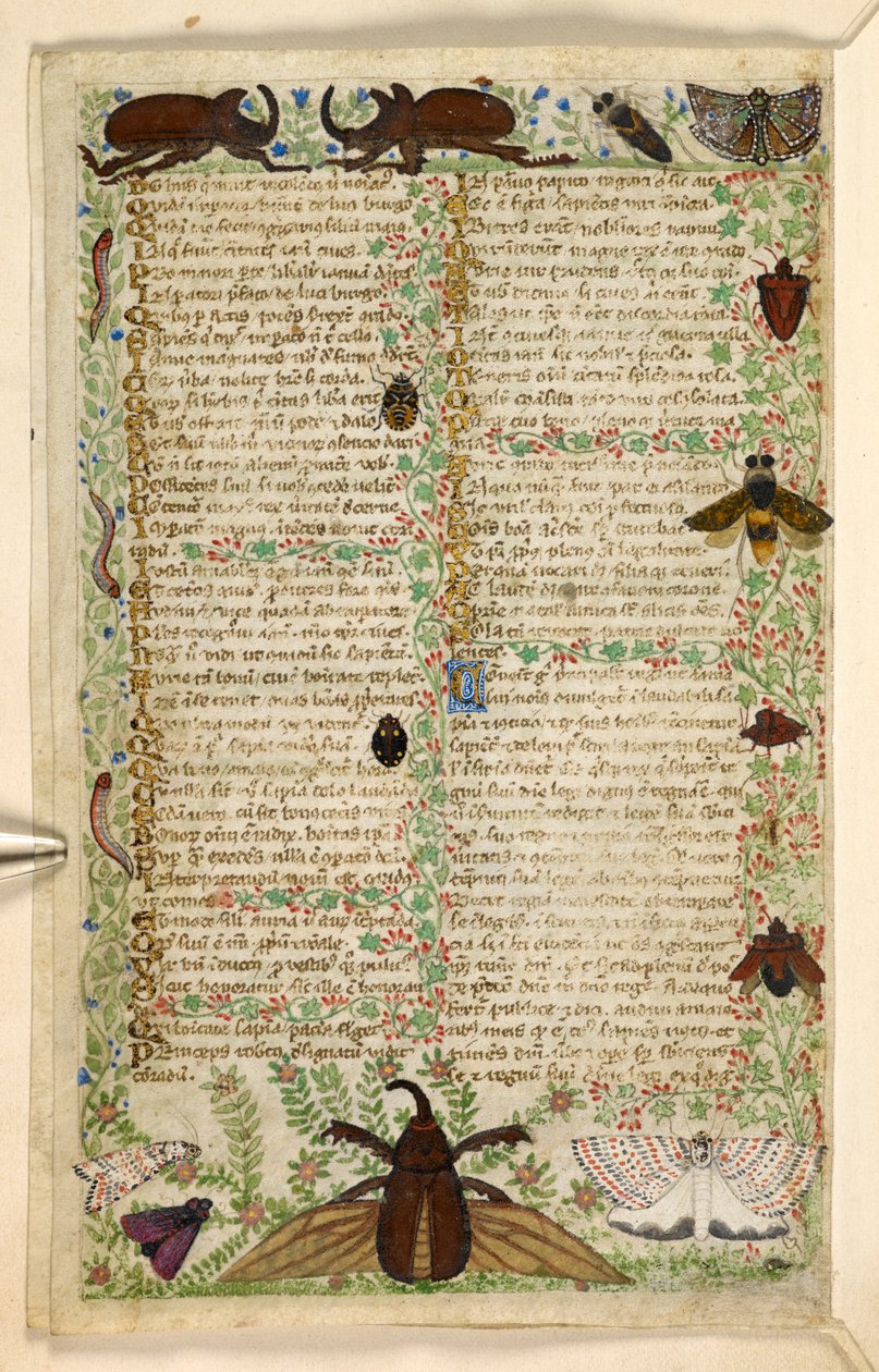 Add. 28841, f.4v: Motten en gehoornde kevers, uit een Verhandeling over de Deugden en Ondeugden, en een anonieme prozageschiedenis van Sicilië (fragment), c.1330-40 door Master of the Cocharelli Codex