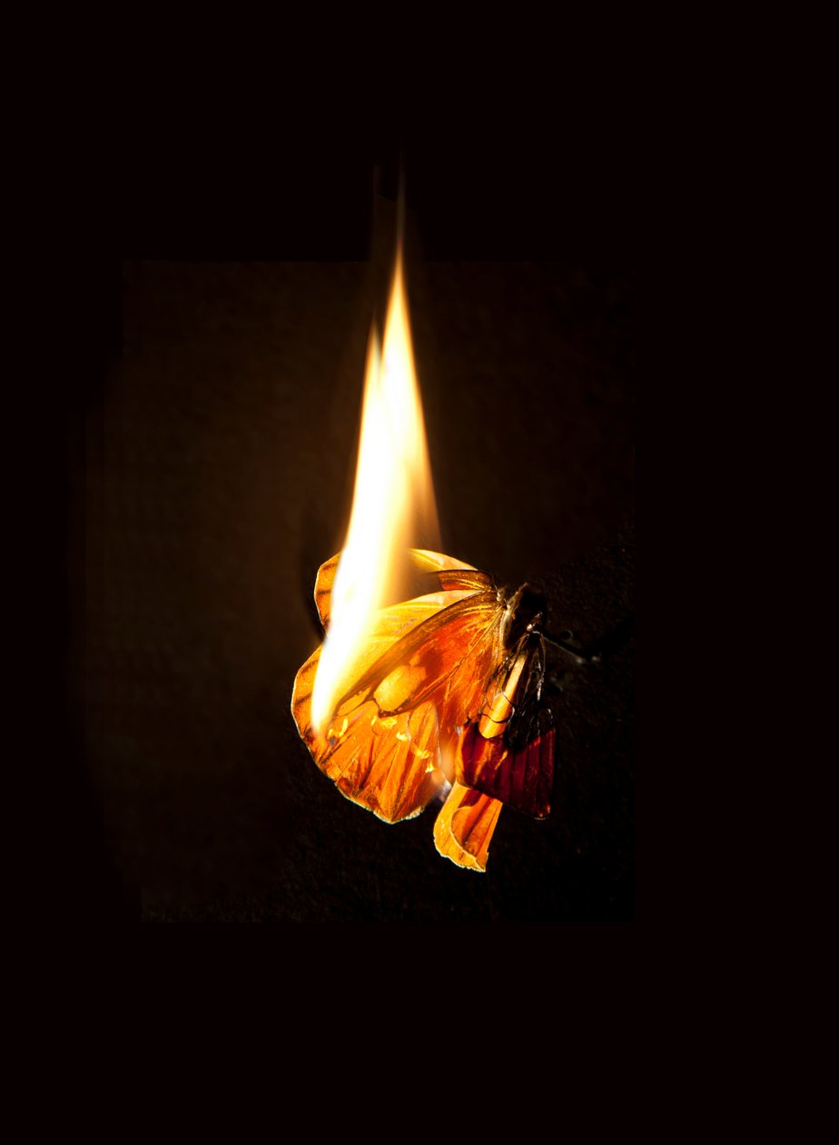 Brandende vlinder 17, 2013 (Lambda print) door Mat Collishaw