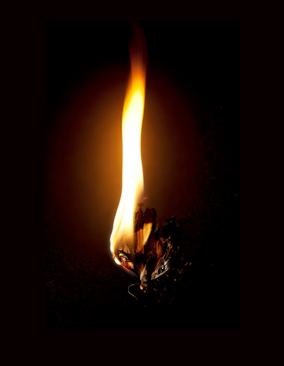 Brandende vlinder 23, 2013 (Lambda print) door Mat Collishaw