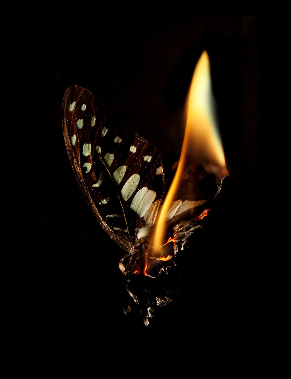 Brandende vlinder 24, 2013 (Lambda print) door Mat Collishaw