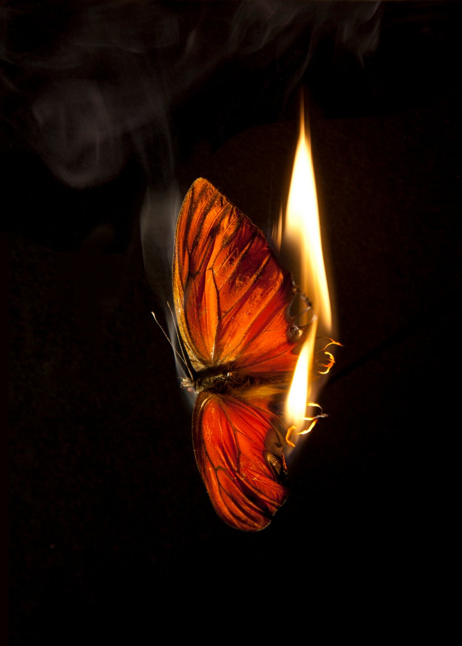 Brandende vlinder 4, 2013 (Lambda print) door Mat Collishaw