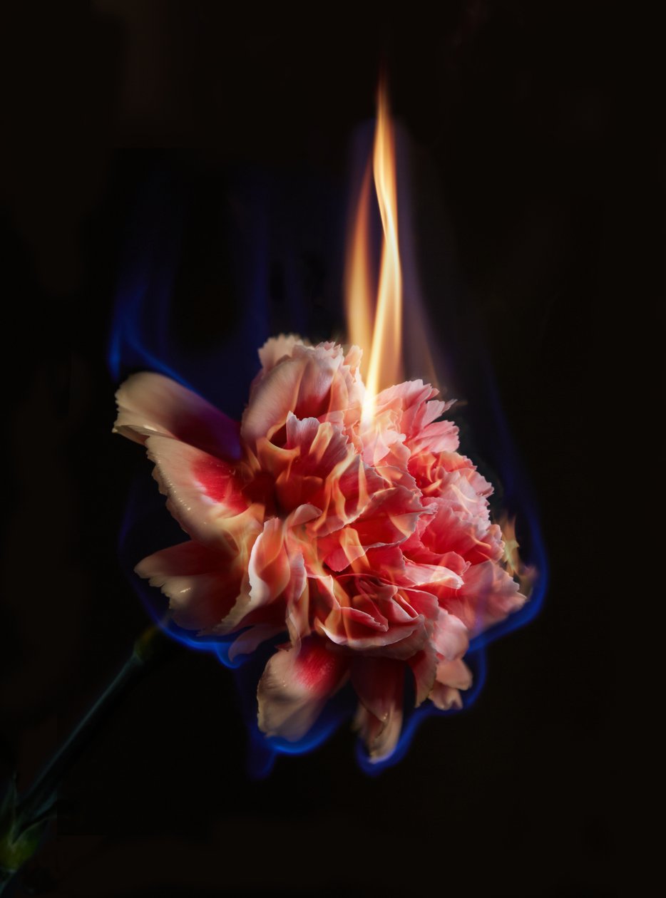 Effigy, 2013 (C-type foto) door Mat Collishaw