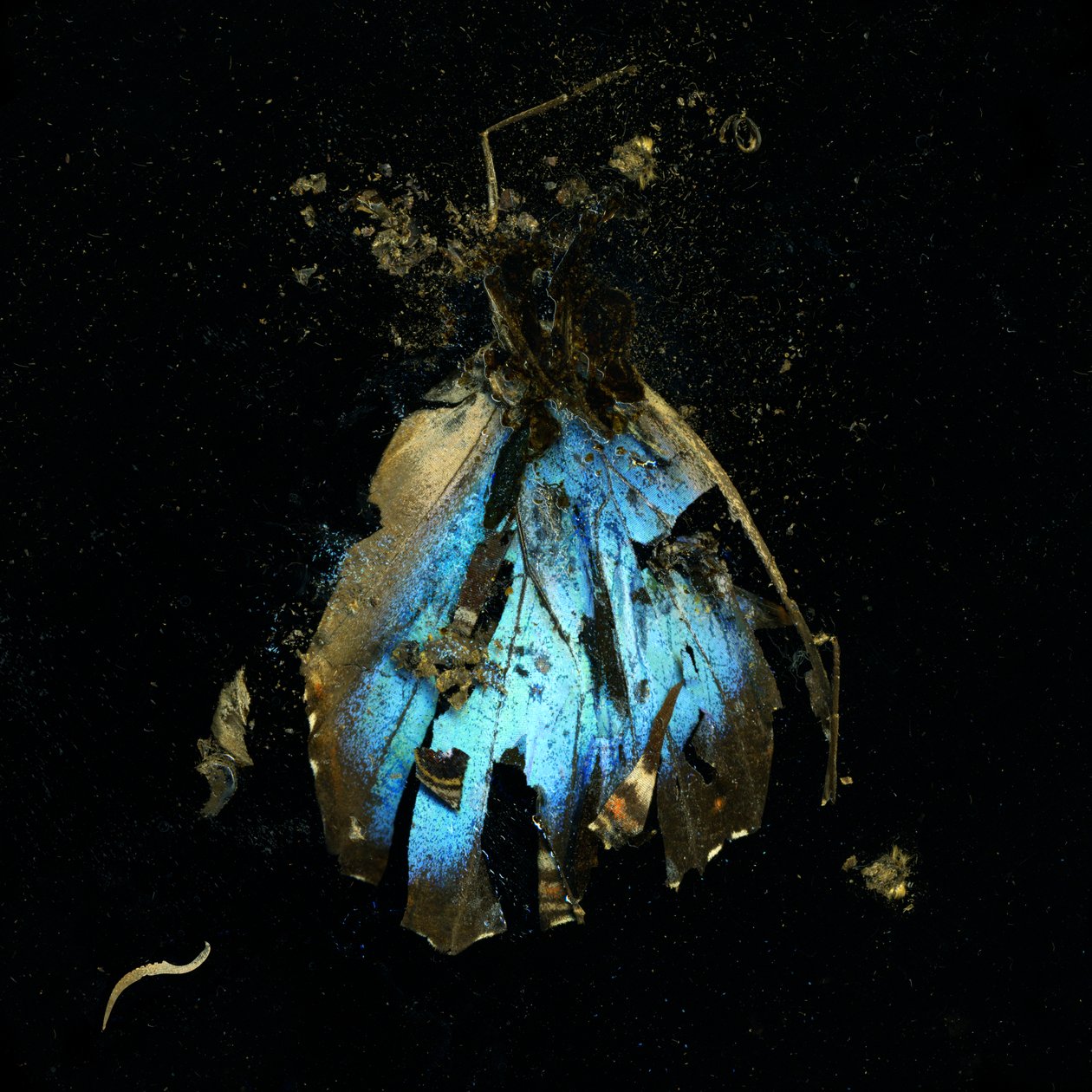 Insecticide 16, 2009 (C-type foto) door Mat Collishaw