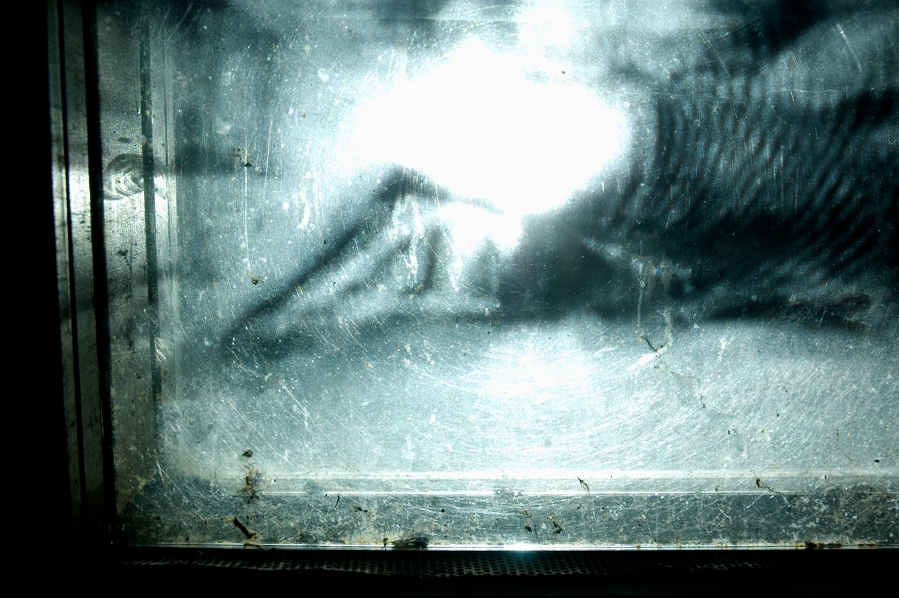 Wormerij, 2009 (Hout, glas, staal, projector en speler) door Mat Collishaw