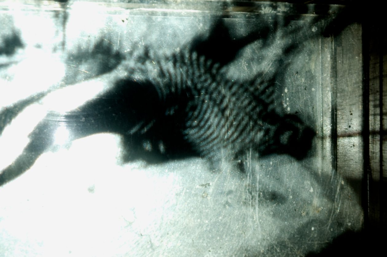 Wormerij, 2009 (Hout, glas, staal, projector en speler) door Mat Collishaw