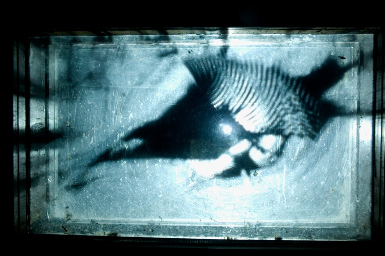 Wormerij, 2009 (Hout, glas, staal, projector en speler) door Mat Collishaw