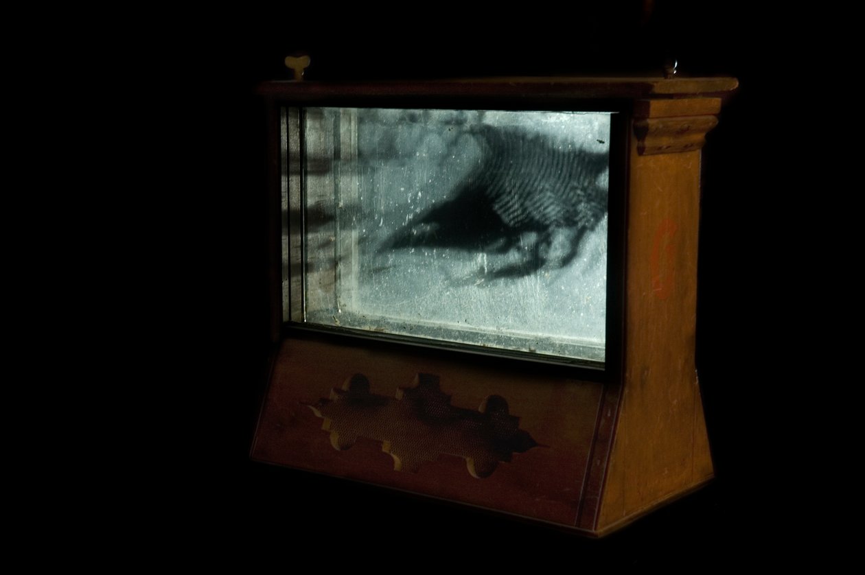 Wormerij, 2009 (Hout, glas, staal, projector en speler) door Mat Collishaw