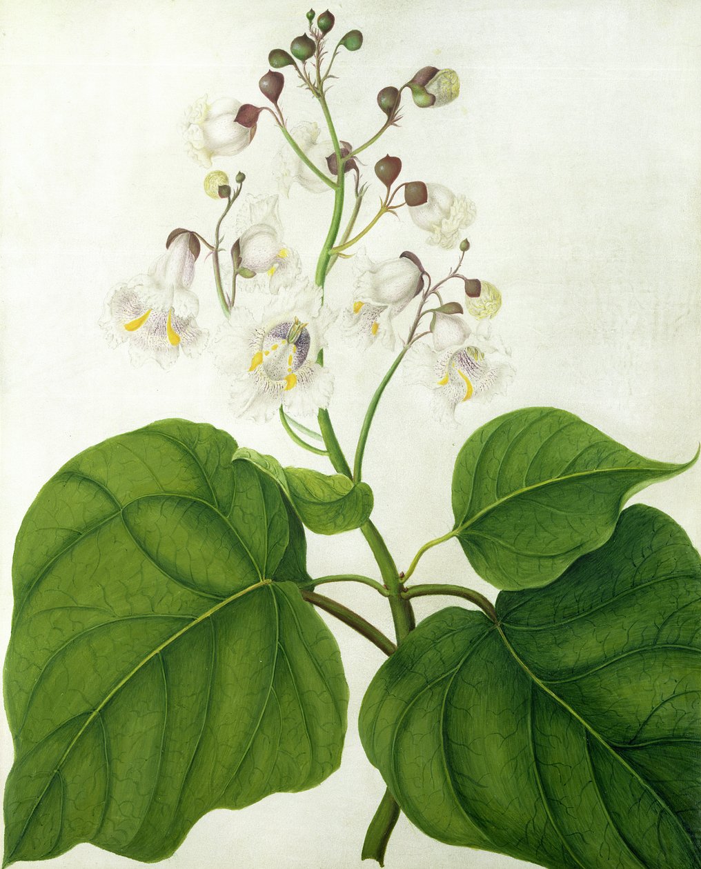 Catalpa Speciosa door Matilda Conyers