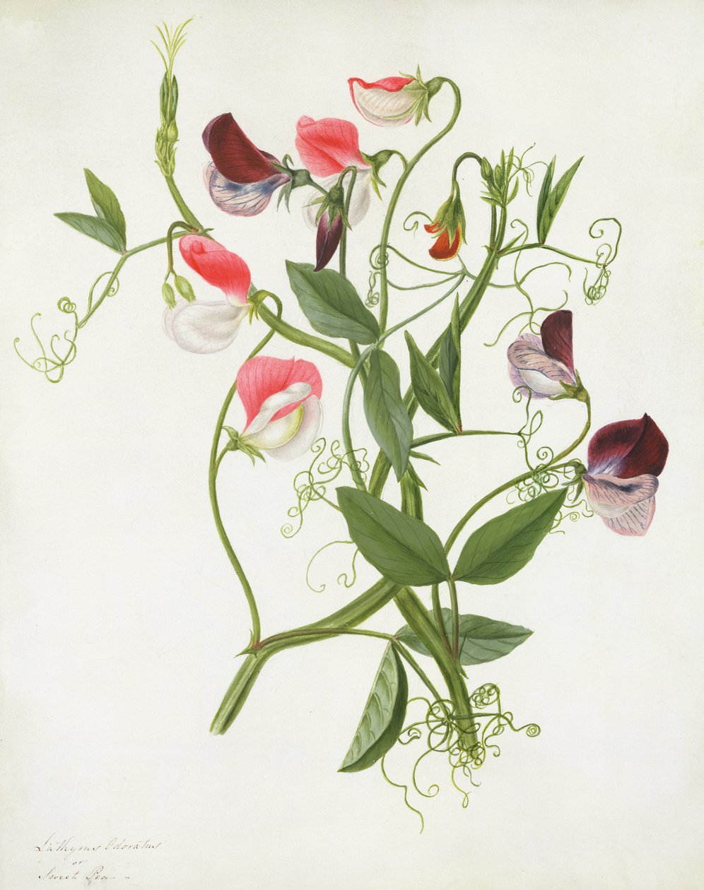 Lathyrus Odoratus door Matilda Conyers