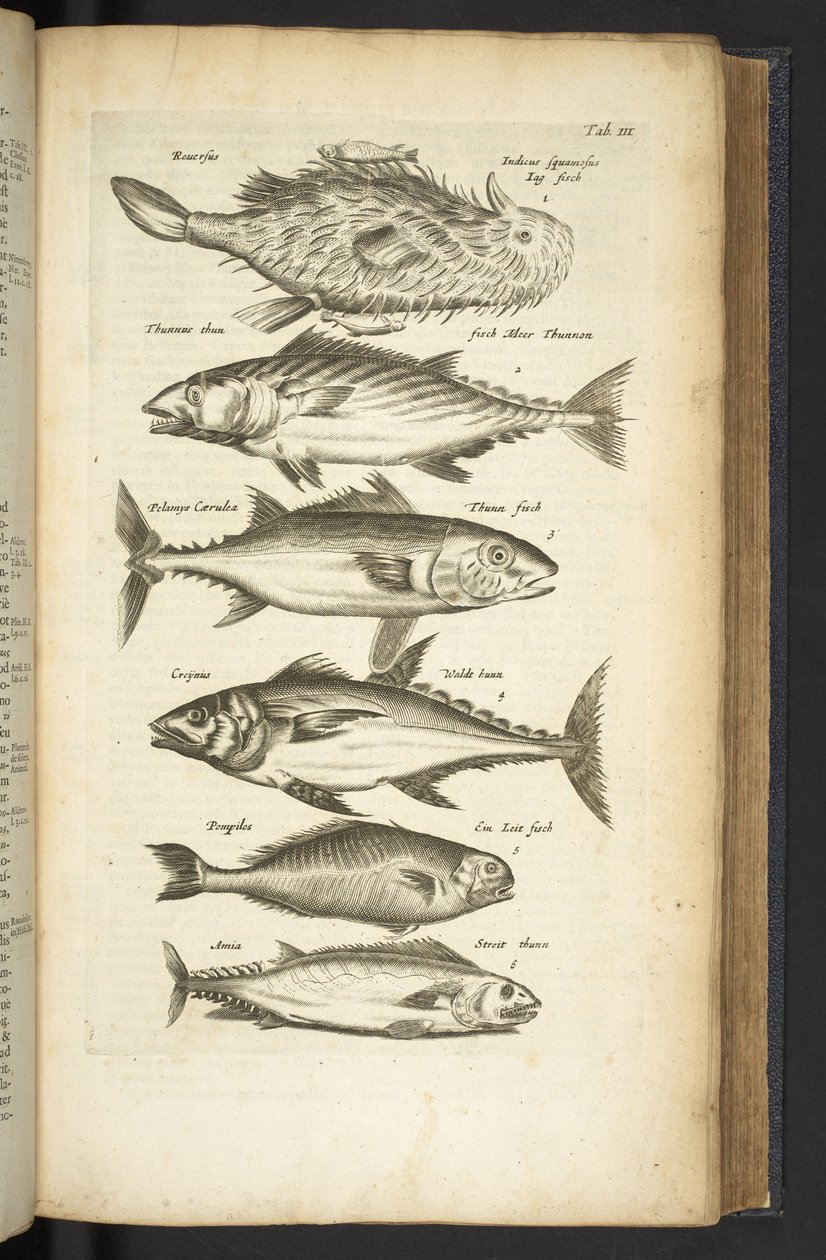 Tab III, Tonijn, Illustratie uit 