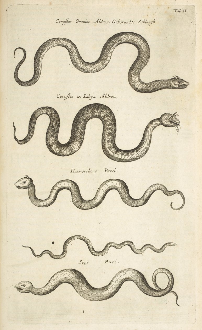 Tab II, Slangen, Illustratie uit 
