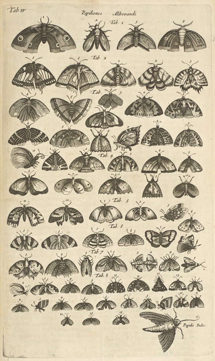Tab. IV, Vlinders en Motten, Illustratie uit 