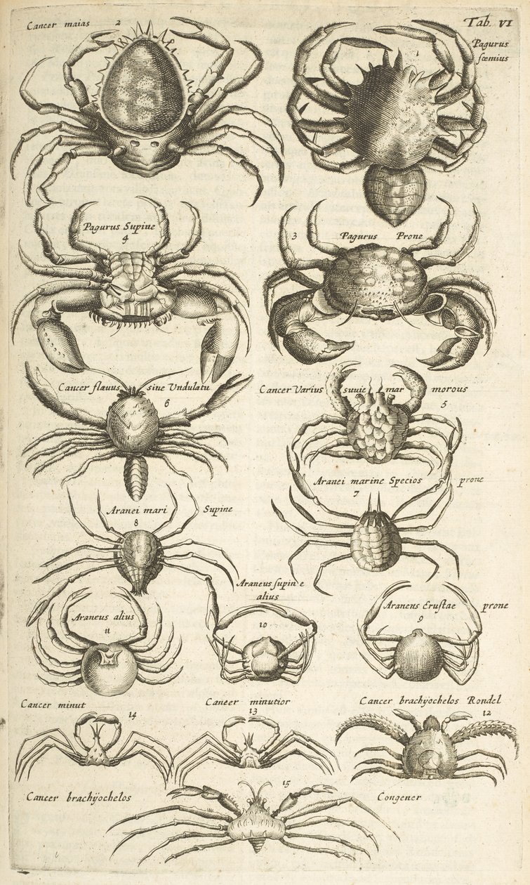 Tab VI, Krabben, Illustratie uit 
