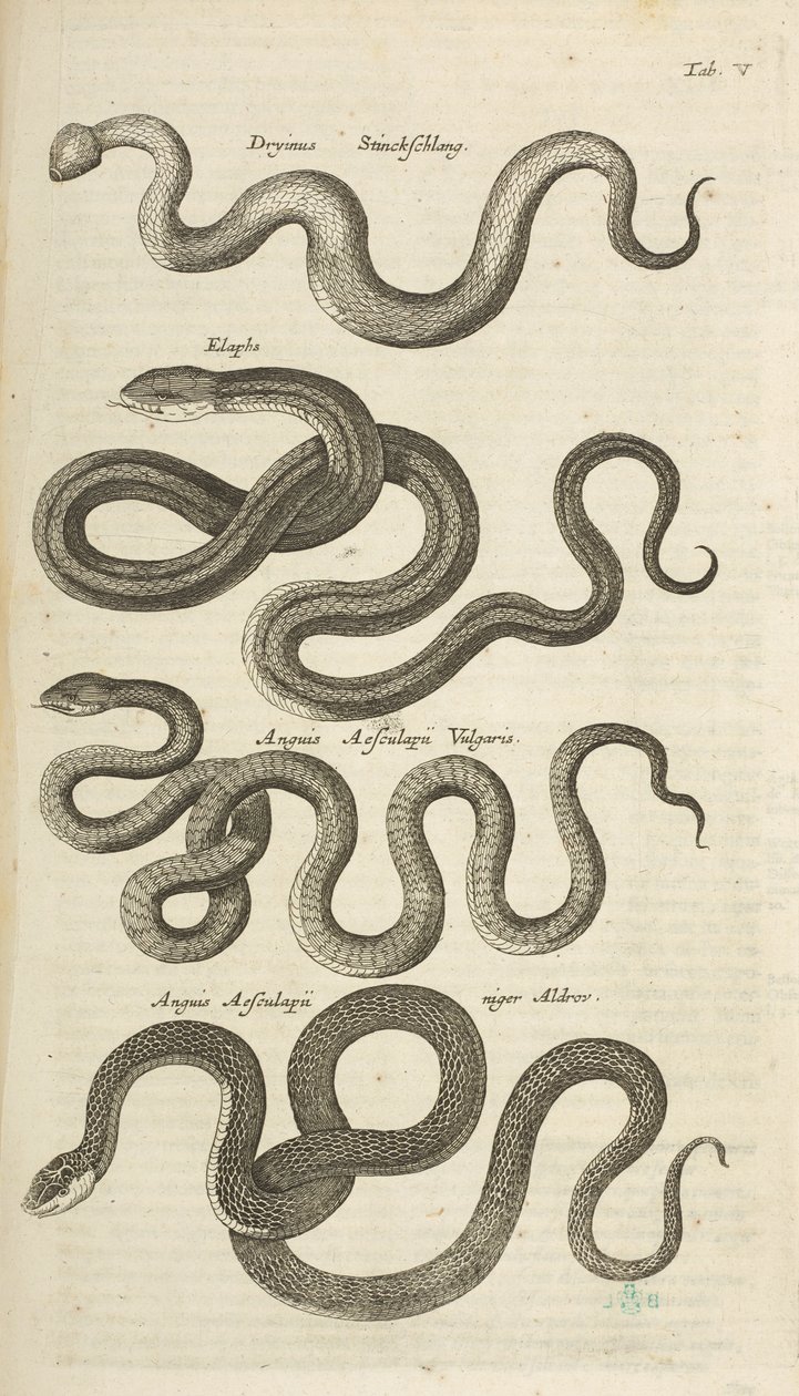 Tab V, Slangen, Illustratie uit 