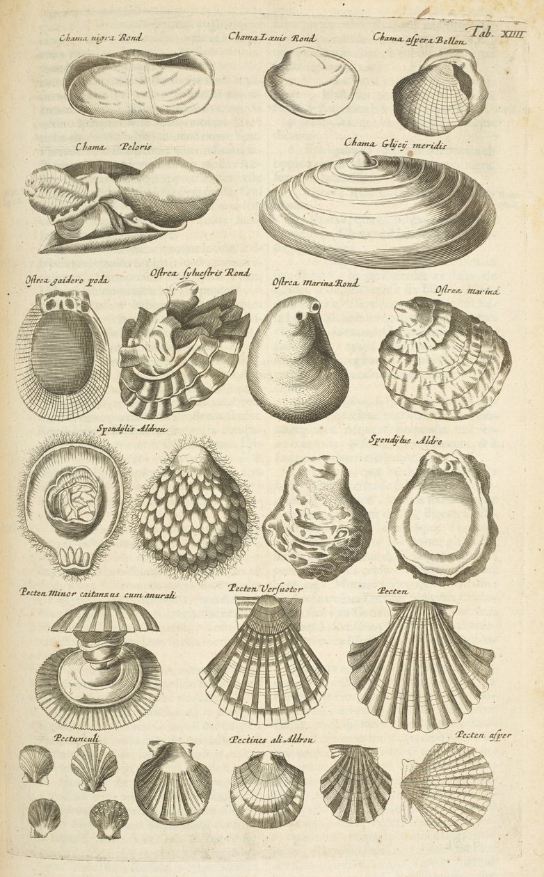 Tab XIIII, Diverse schelpen, Illustratie uit 