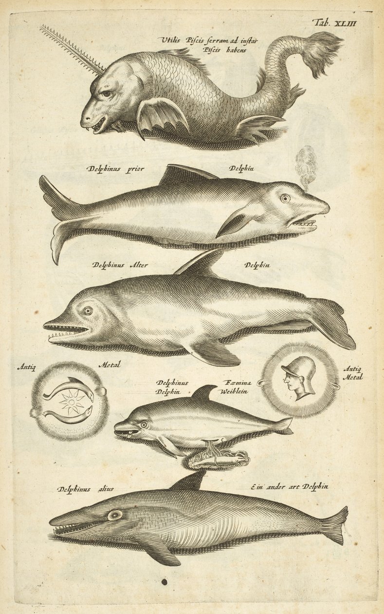 Tab XLIII, Dolfijnen, Illustratie uit 