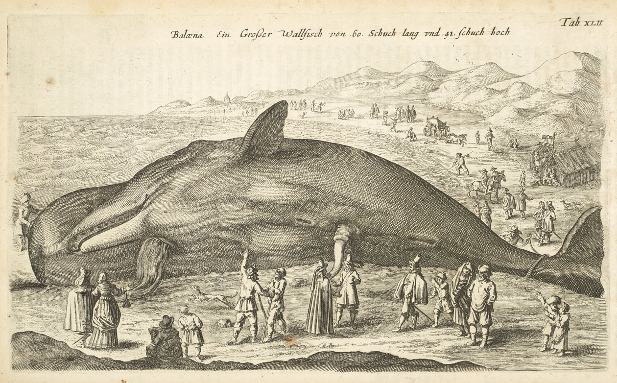 Tab XLII, Walvis, Illustratie uit 