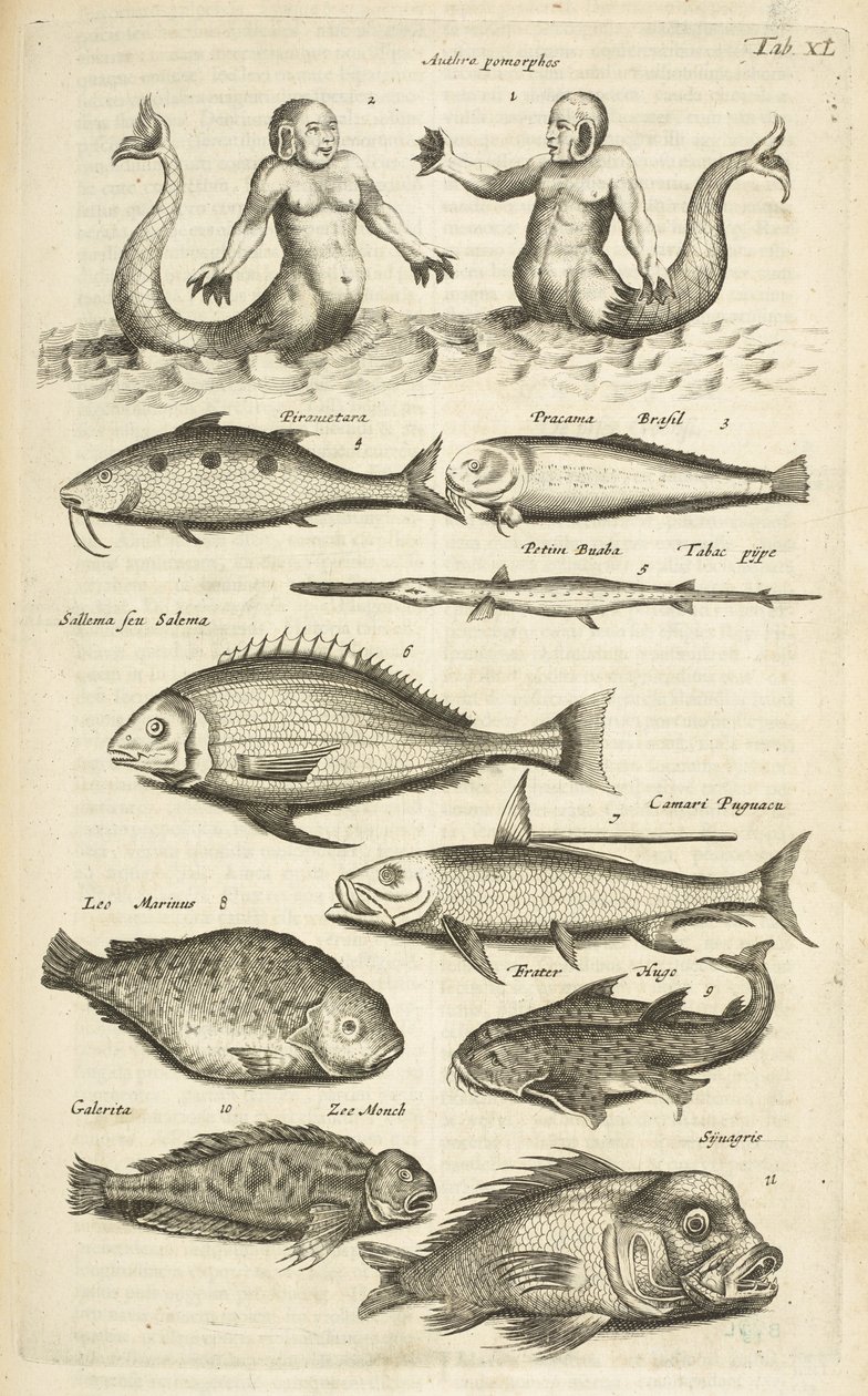 Tab XL, Anthropomorphos; Zeemeermin; Zeemeerman; Tropische vis, Illustratie uit 